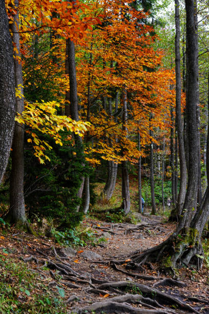istock Autumn leaves from yellow to brown in forest 1768391547