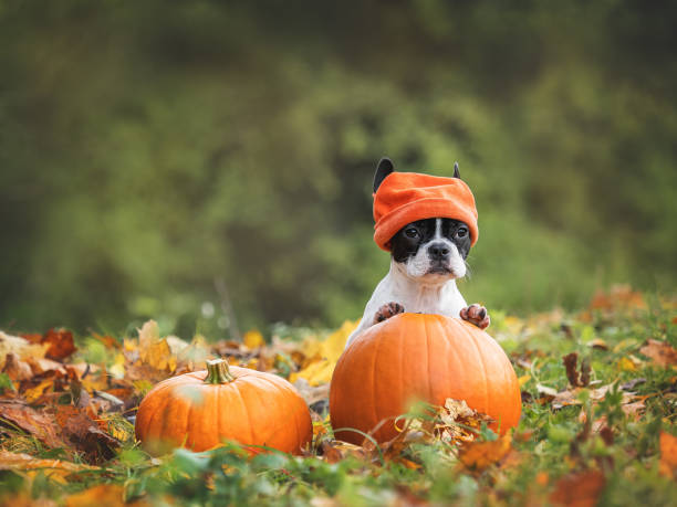 istock Cute puppy and two bright pumpkins. Outdoor 1768393834