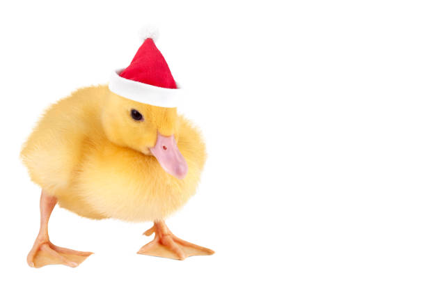 istock A duckling in a Santa Claus hat isolated on a white background. 1768394873