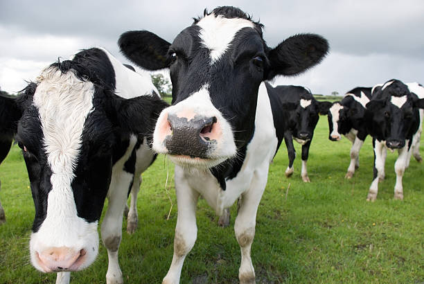 ブラックとホワイトの牛のパスチュア - guernsey cattle ストックフォトと画像