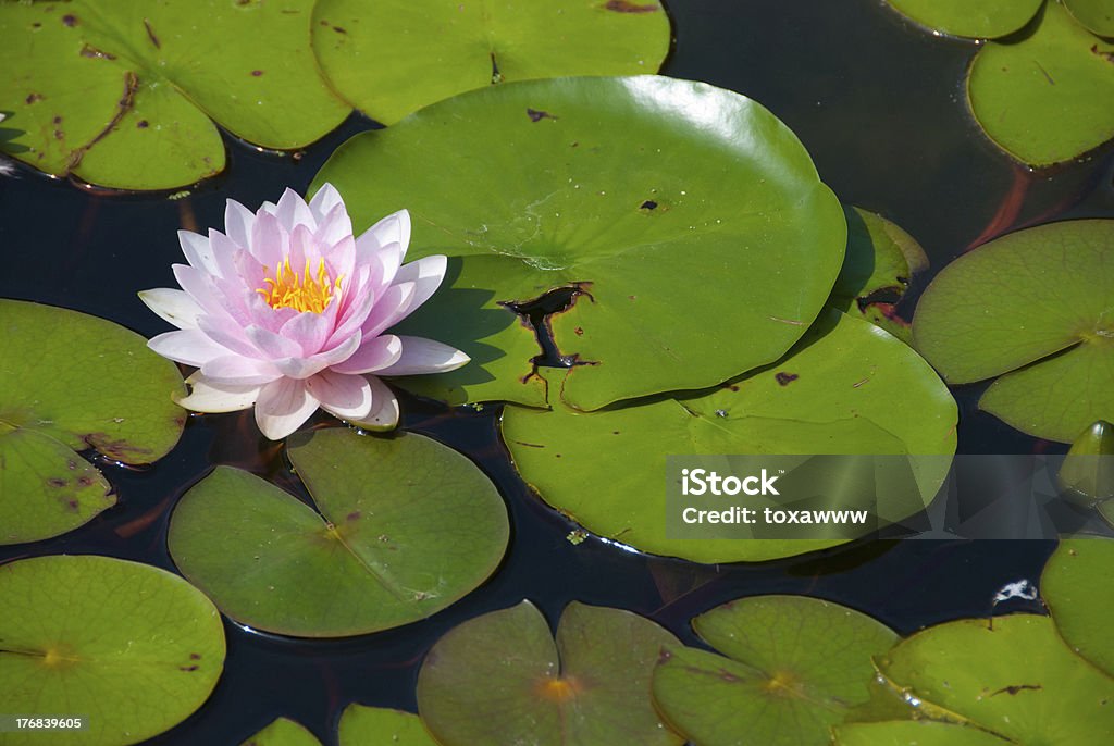 Fiore di giglio rosa - Foto stock royalty-free di Acqua