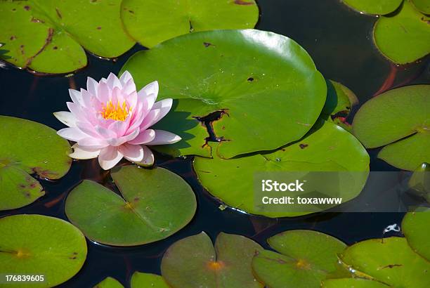 Flor De Lírio Rosa - Fotografias de stock e mais imagens de Ao Ar Livre - Ao Ar Livre, Beleza, Beleza natural