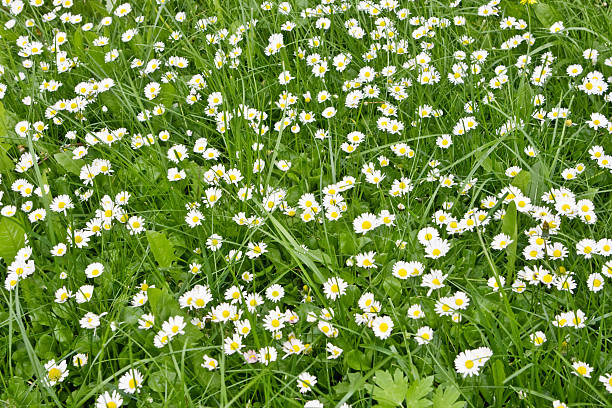 istock field of daisies 176839667