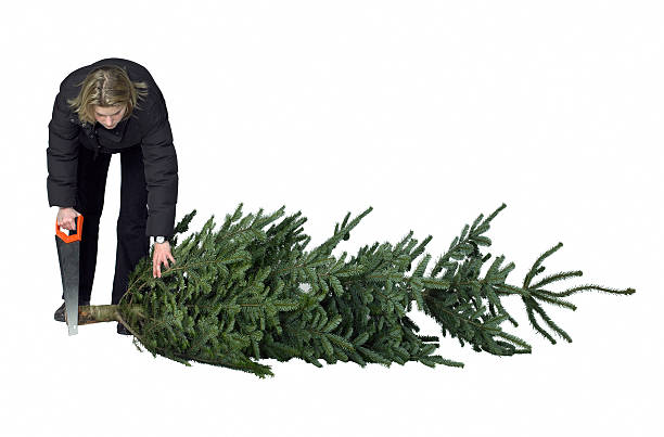 woman with handsaw and chopped christmas tree stock photo