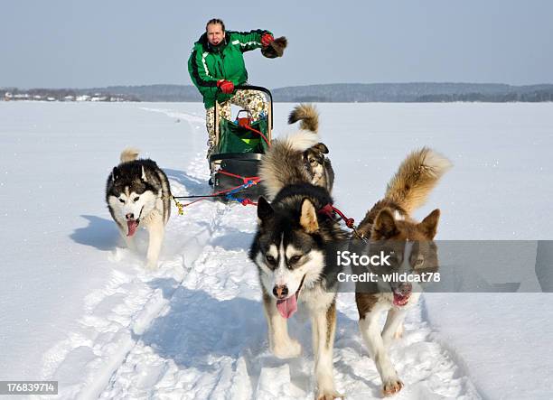 Trenó Puxado Por Cães - Fotografias de stock e mais imagens de Cão - Cão, Inuit, Adulto