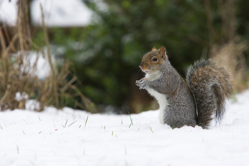 Grey Squirrel (Sciurus carolinensis) feeds while standing in snow. Hertfordshire. UK.