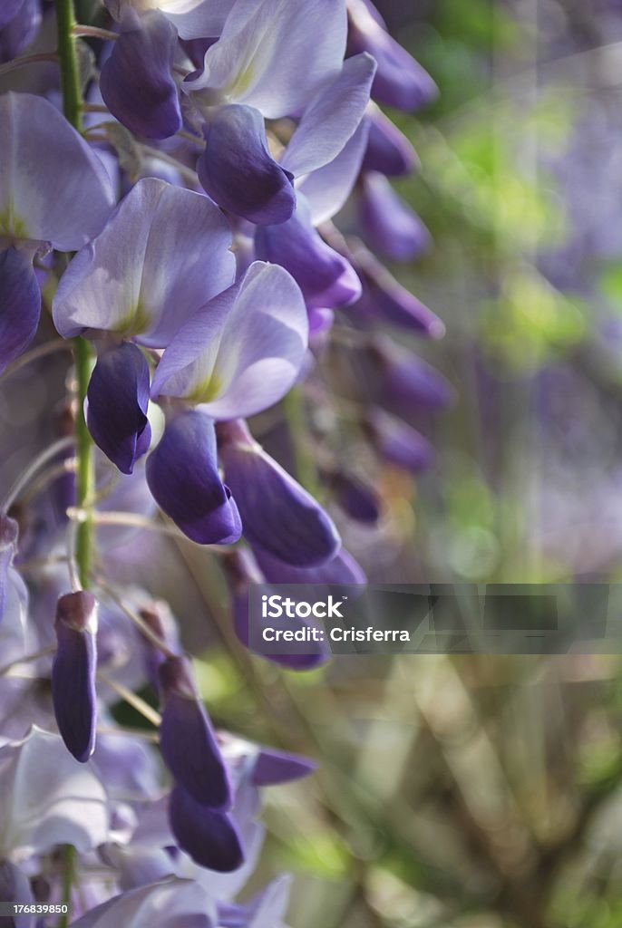 Wisteria flowers detail Detail of violet wisteria flowers in a sunny day in spring Backgrounds Stock Photo