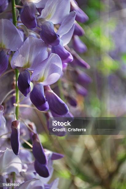 Wisteria Flowers Detail Stock Photo - Download Image Now - Backgrounds, Blossom, Blue