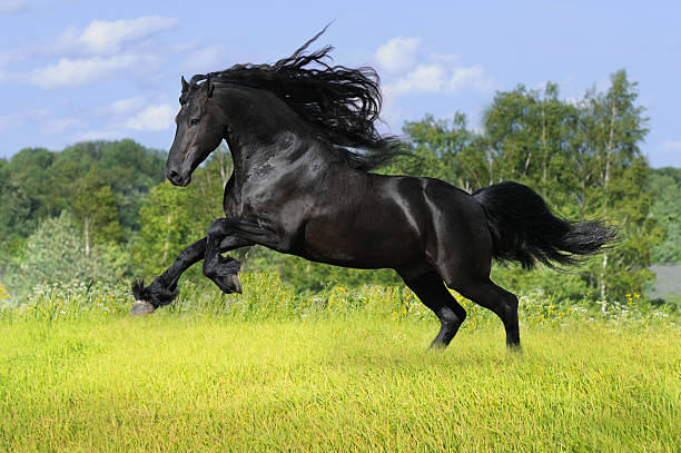 noir cheval friesian sur le prairie - horse black stallion friesian horse photos et images de collection