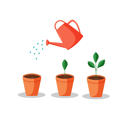 A watering can waters a potted plant. Vector illustration of watering seedlings, home flowers.