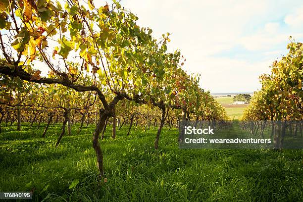 Vineyard Foto de stock y más banco de imágenes de Agricultura - Agricultura, Aire libre, Bodega de vino