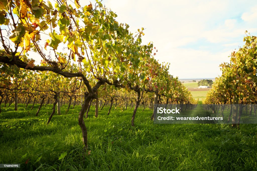 Vinhedo - Foto de stock de Agricultura royalty-free