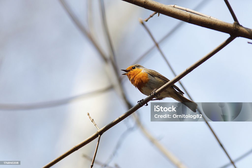 Robin, Erithacus rubecula - Foto de stock de Pájaro libre de derechos