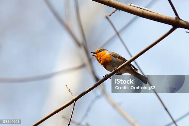 Robin Erithacus Rubecula Foto de stock y más banco de imágenes de Pájaro - Pájaro, Aire libre, Animal