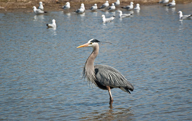 istock Great Blue Heron Wading in a Suburban Pond 176840295