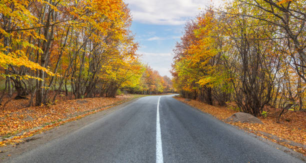 istock Road passing through an autumn forest in the mountains 1768403003