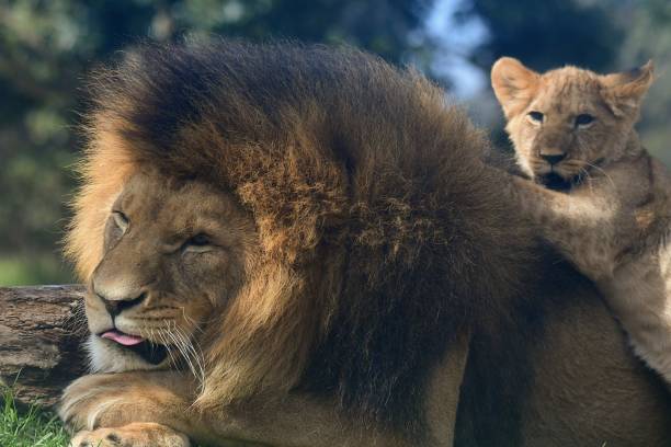 istock Male lion with cub 1768404579