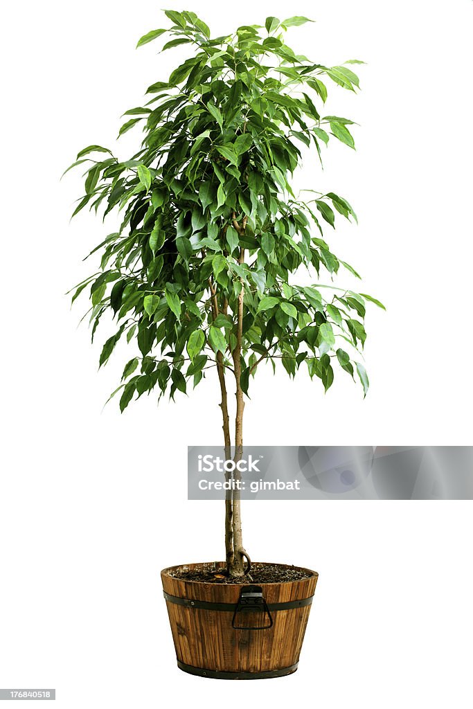 Figueira árvore na panela - Foto de stock de Planta de Vaso royalty-free