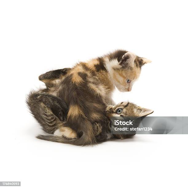 Kittens Stock Photo - Download Image Now - Animal, Animal Whisker, Conflict