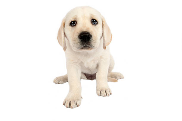 istock Puppy Labrador retriever 176840686