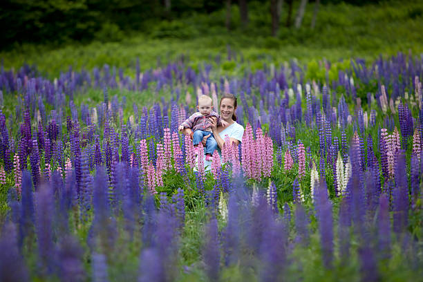 Young Mother & Daughter in Beautiful Field of Lupine Flowers stock photo