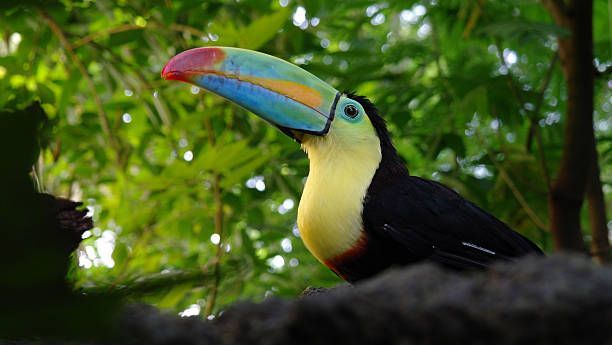 Rainbow Toucan Rainbow toucan with its colors rainbow toucan stock pictures, royalty-free photos & images