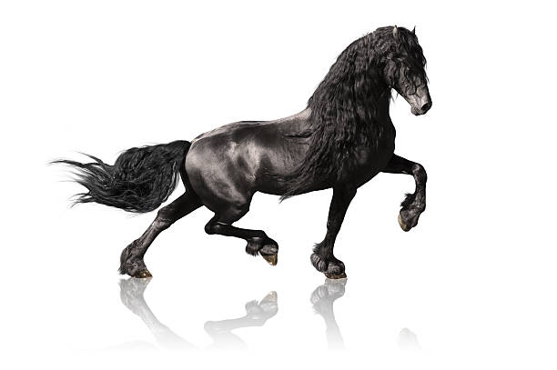istock black friesian horse isoalated on white 176840756