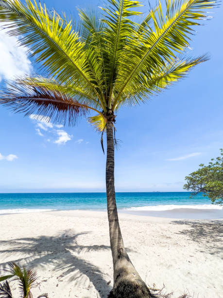 background concept, nature only, beautiful tree on a tropical beach