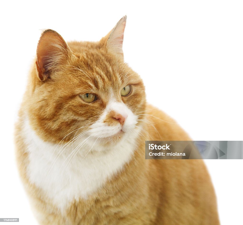 Portrait of red insolent cat Portrait of red insolent cat on the white background (close-up) Animal Stock Photo