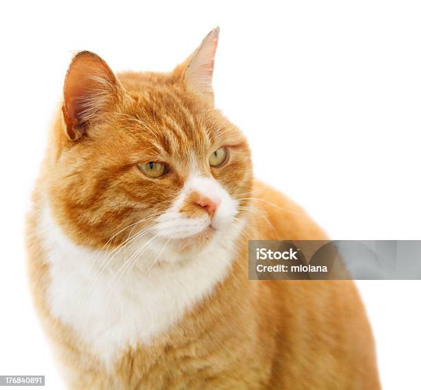 Portrait Of Red Insolent Cat Stock Photo - Download Image Now - Animal, Animal Hair, Domestic Cat