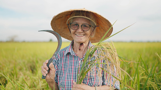 Portrait elderly asian woman farmer holding sickle and rice on hands smiling to camera. Senior female farmer standing in a rice field holding sickle and rice on hands looking at camera