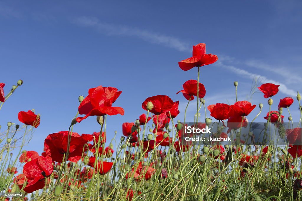 poppies - Lizenzfrei Agrarbetrieb Stock-Foto