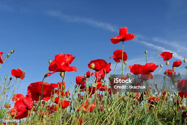 Foto de Poppies e mais fotos de stock de Agricultura - Agricultura, Azul, Beleza