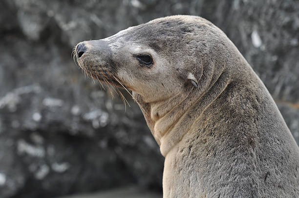istock Sea Lion Portrait 176841075