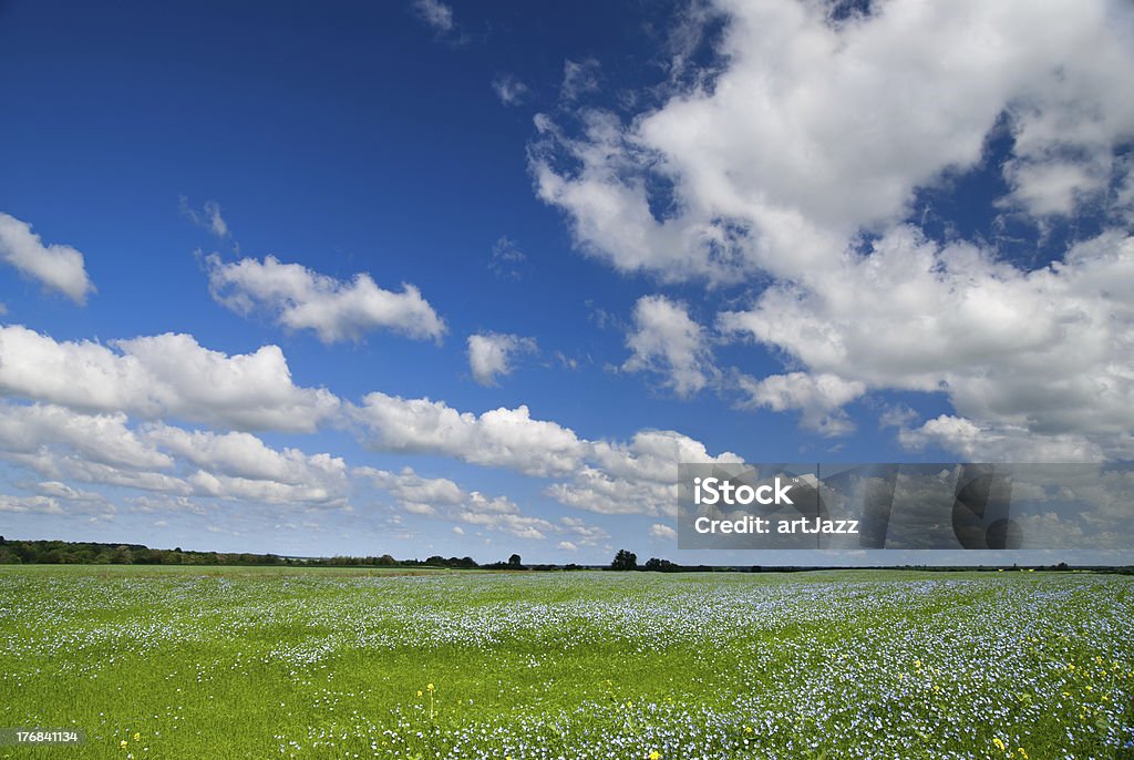 Paesaggio estivo - Foto stock royalty-free di Campo