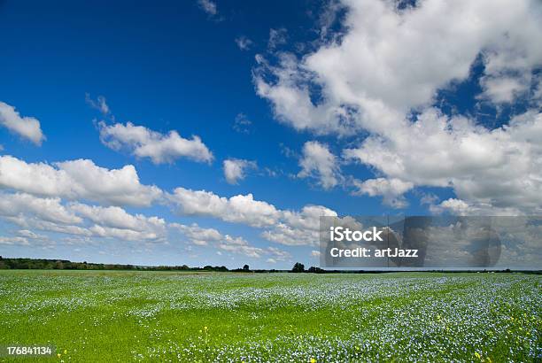 Paesaggio Estivo - Fotografie stock e altre immagini di Campo - Campo, Lino - Raccolto, Ucraina