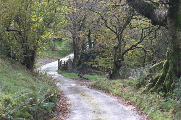 istock Winding countryside lane in autumn, surrounded by ancient moss covered trees 1768411702