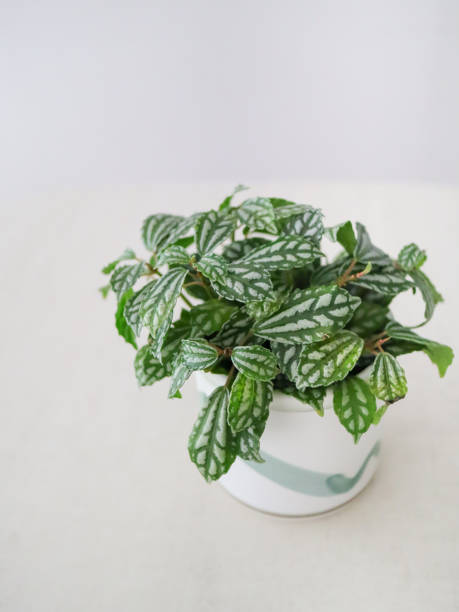istock Pilea plants with white planter. 1768413279