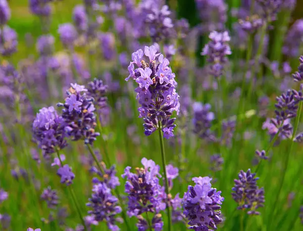 blooming lavender flowers bush