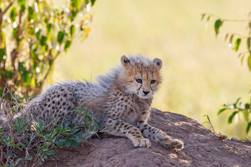Cheetah cub lying and resting in the shade of the bushes