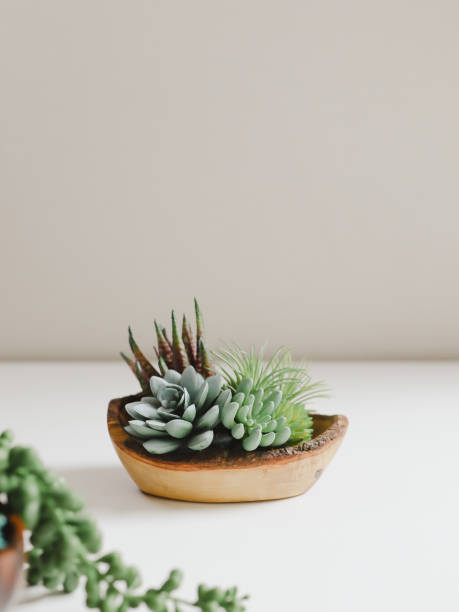 istock various succulent plants on a painted white desk 1768415492