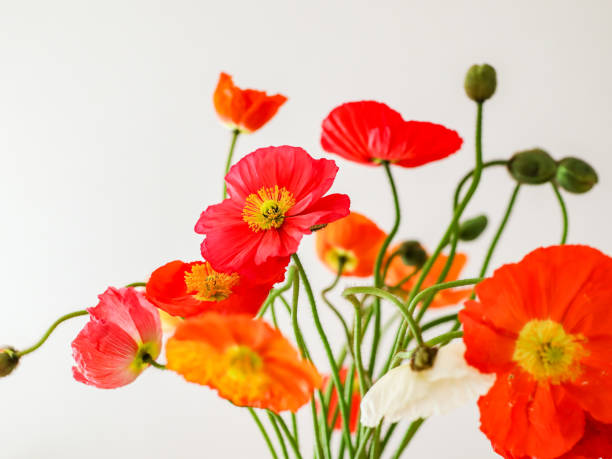 istock colorful and vivid popy. 1768415505