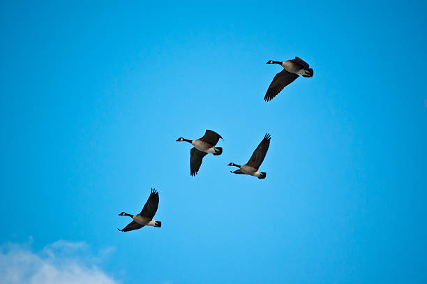 istock Flock of Canada Geese in Flight 176841652