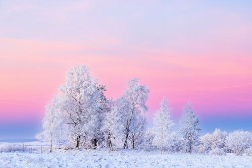 Frosty trees in a winter landscape view at dusk