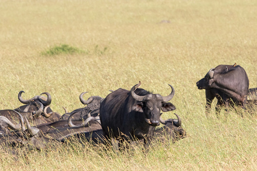 African buffalos on the savanna in Africa