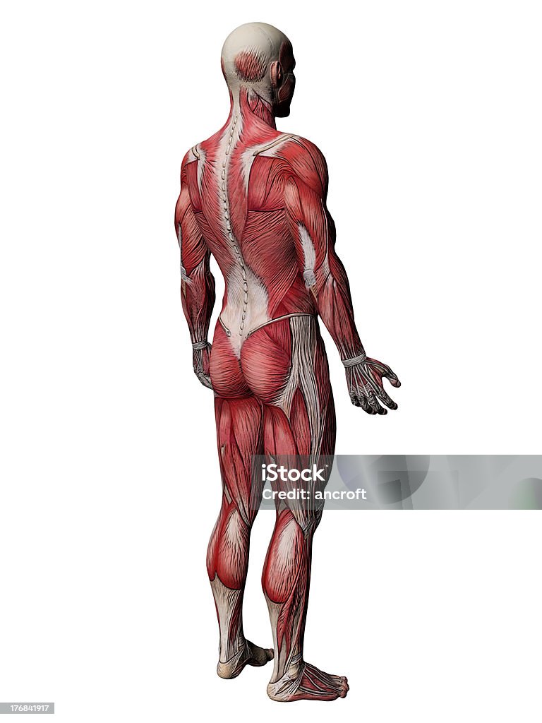 Menschliche Körper-Anatomie Muskeln - Lizenzfrei Dreidimensional Stock-Foto