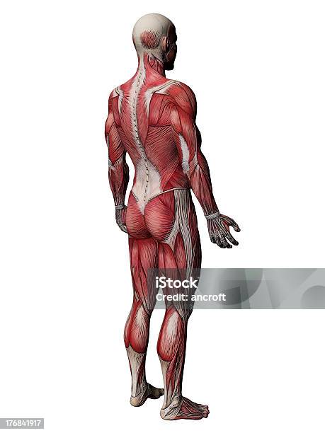 Menschliche Körperanatomie Muskeln Stockfoto und mehr Bilder von Dreidimensional - Dreidimensional, Gesundheitswesen und Medizin, Rückansicht