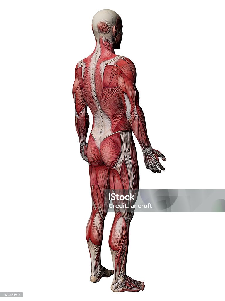 Тело человека мышц-Анатомия - Стоковые фото Вид сзади роялти-фри