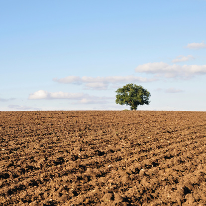 Farmland Scene of Ploughed Earth with a Beautiful with a Single Oak Tree in the Distance