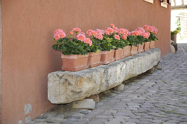istock Flowers in Turckheim, Alsace 176842157